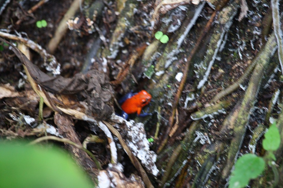 Costa Rica - La Fortuna - 