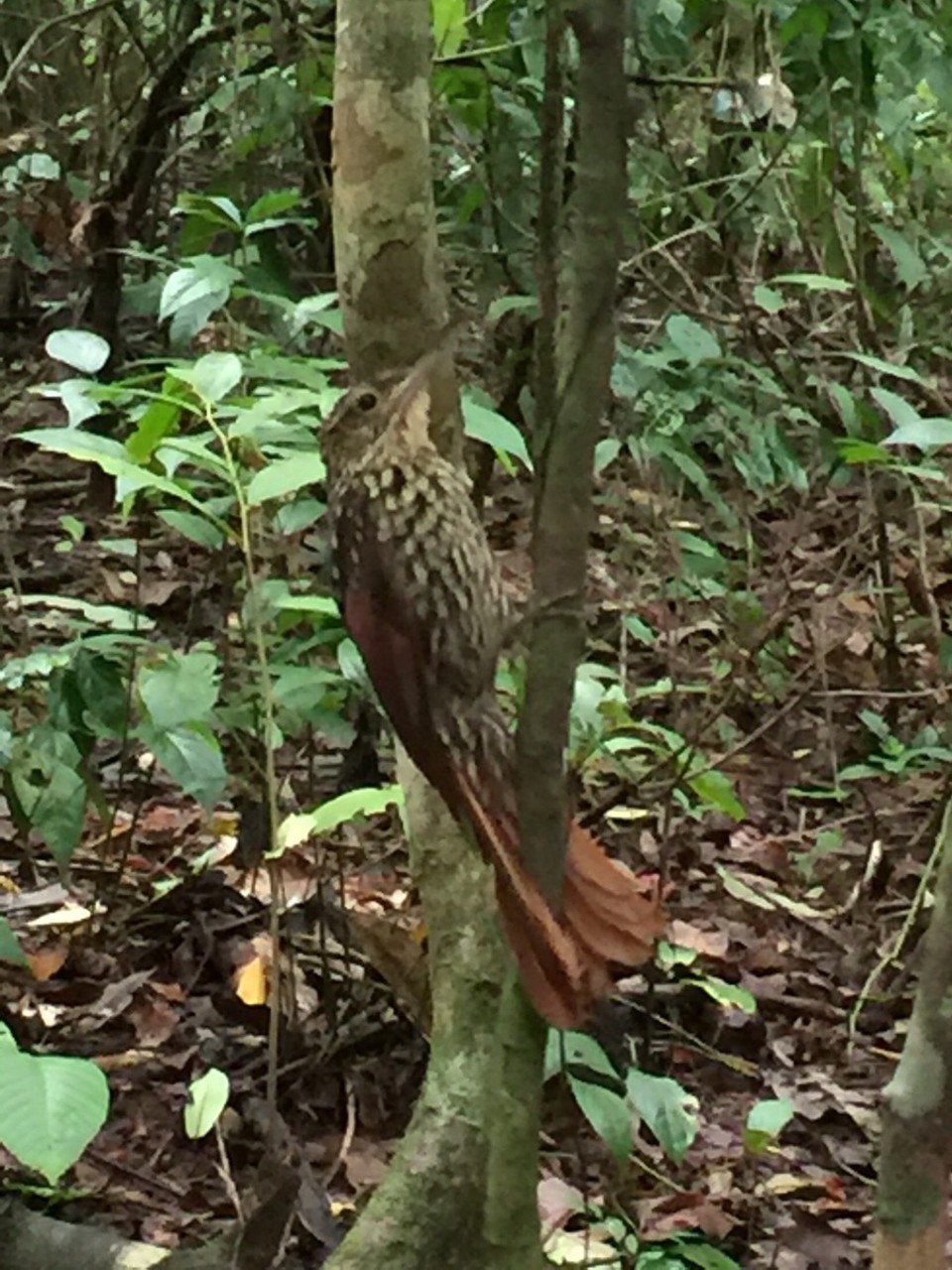 Costa Rica - Osa - 