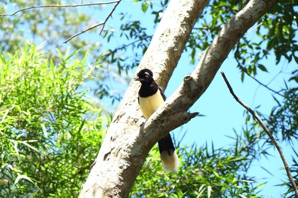 Argentinien - Puerto Iguazú - 