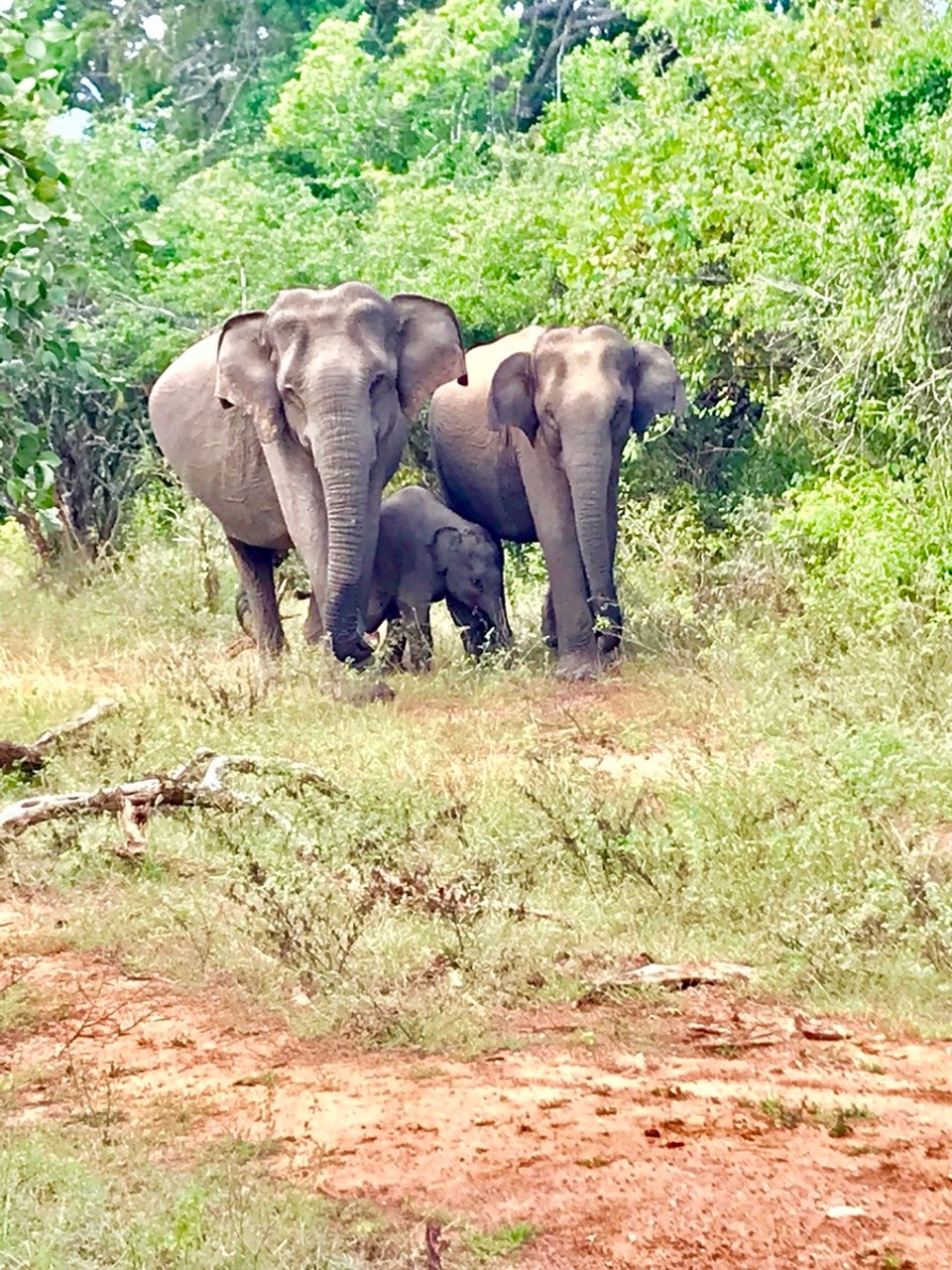 Sri Lanka -  - 