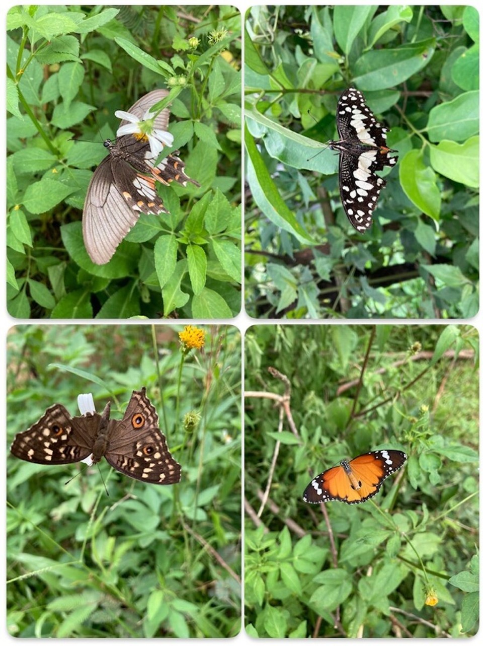 Laos - Vangvieng - Wozu in ein Schmetterlingshaus, wenn man nur an den Wegesrand schauen muss 😊🤩