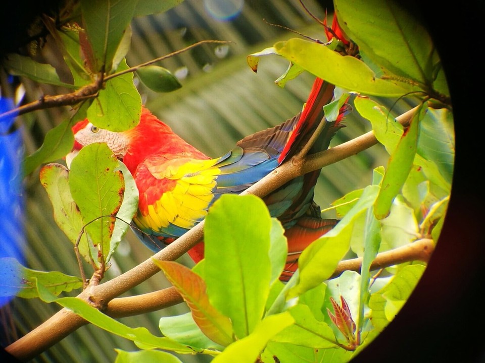 Costa Rica - Osa - 