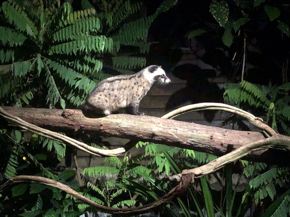 Singapur - Macpherson - 