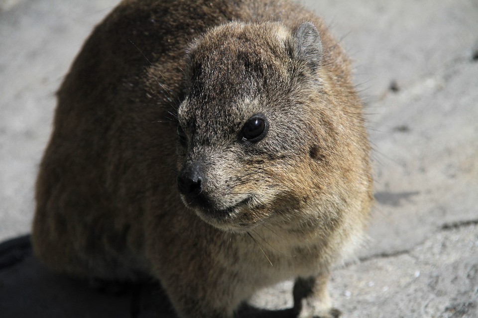 Südafrika - Cape Town - ... Rock Hare... oder Dassie