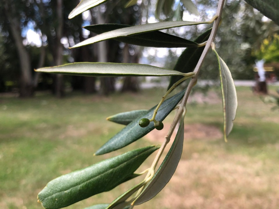 Neuseeland - Martinborough - Baby-Olives