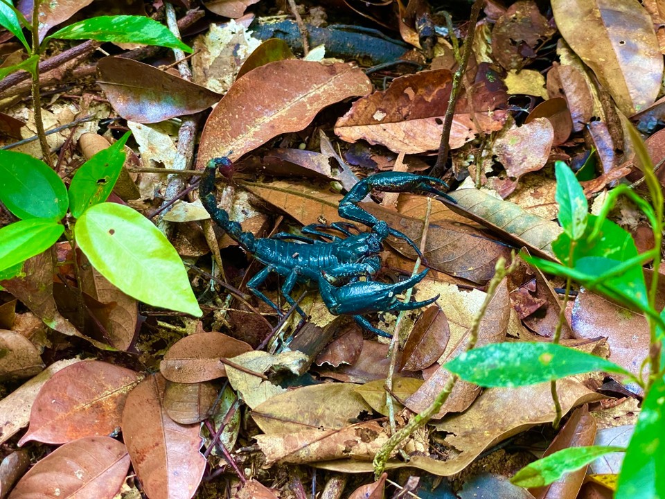 Malaysia - Jerantut - 