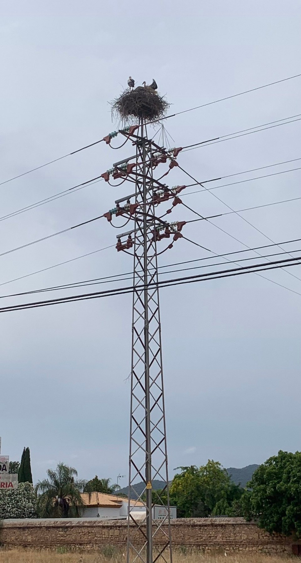 Spanien - Córdoba - An der Ausfallstraße gab es …zig Storchennester auf Strommasten.