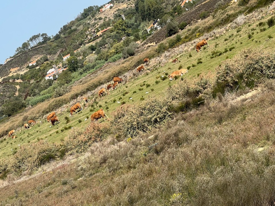 Portugal - Odeceixe - Kühe & Störche 