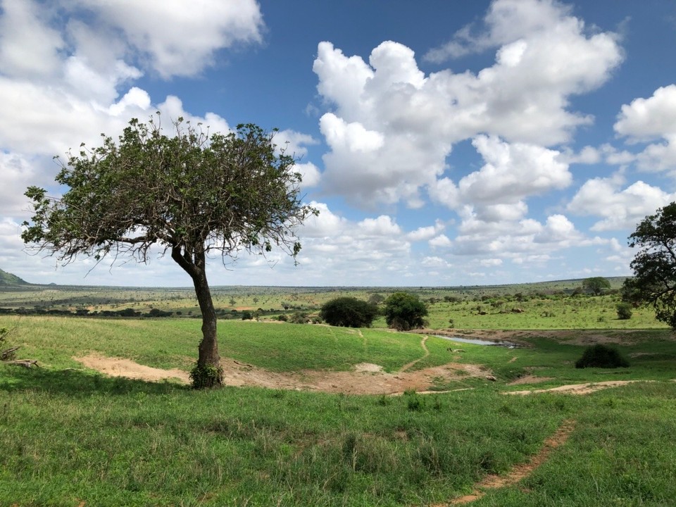 Kenia - Taita - 