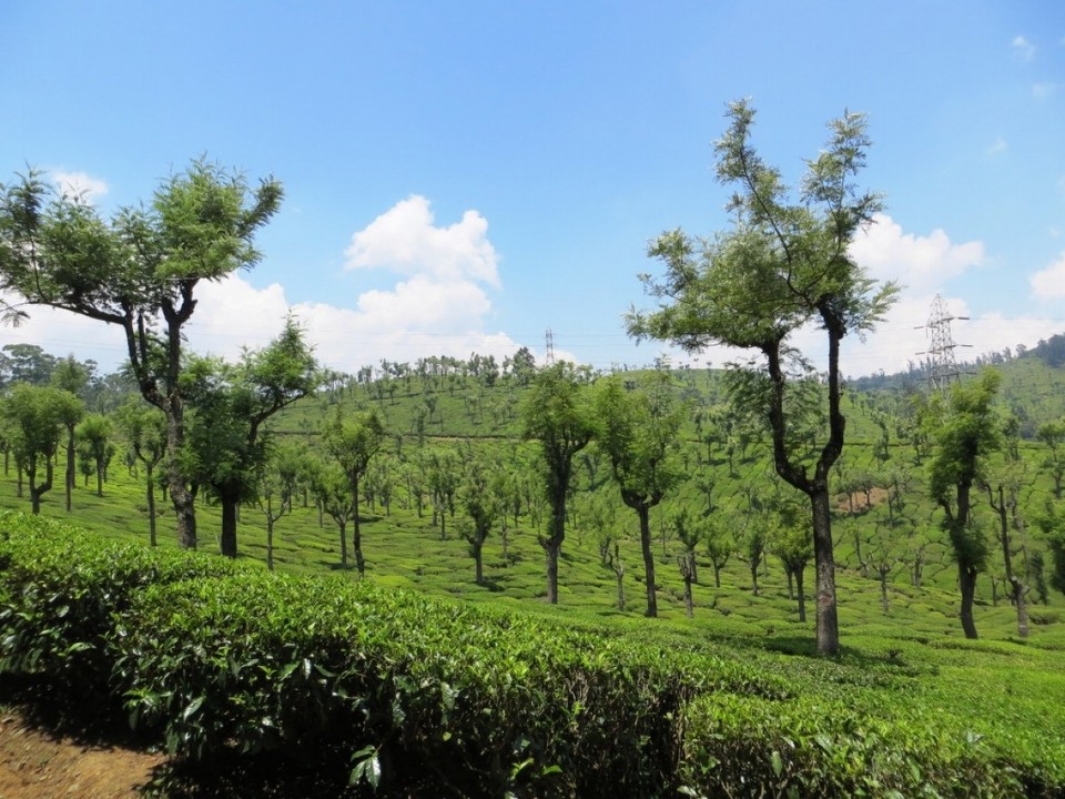Indien - Sholur - 