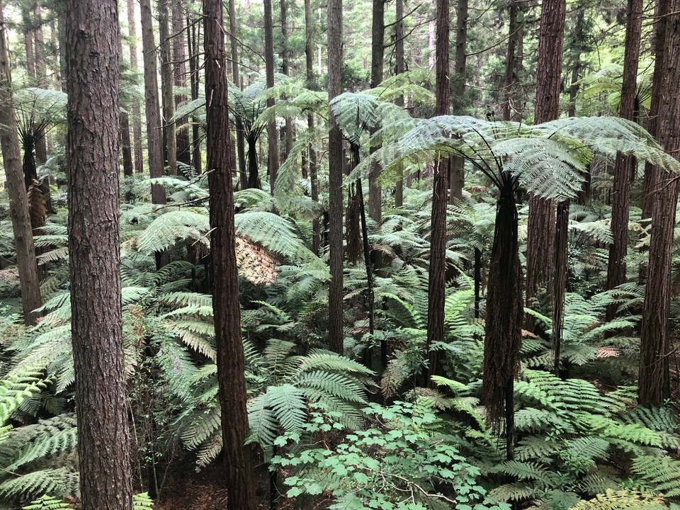 Neuseeland - Whakarewarewa - Wunderschöner Wald