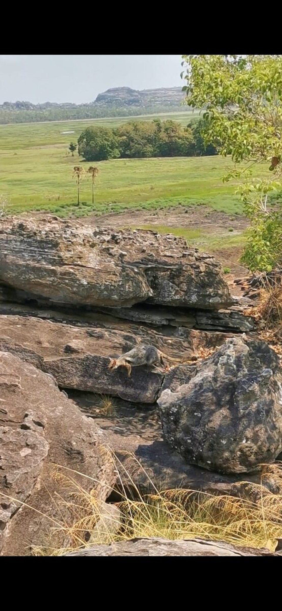 Australien - Kakadu - ... und tschüss🦘😊