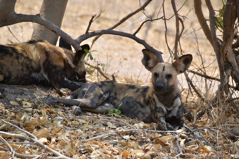Botsuana -  - Dann ein Rudel Wildhunde, haben sie eine Antilope, ein Gnu oder ein Warzenschwein als Beute ins Auge gefasst, gibt es kaum ein Entkommen. Mit einer Erfolgsquote von 70 Prozent oder mehr sind sie die effizientesten Jäger unter den großen Raubtieren unserer Erde.