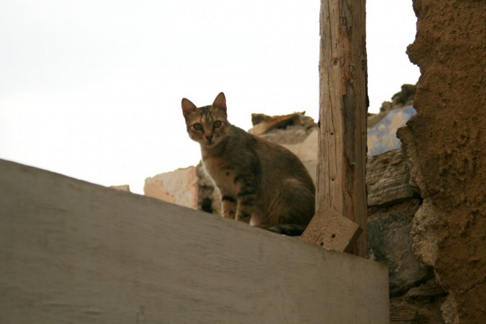 Italien - Siculiana - Gatto