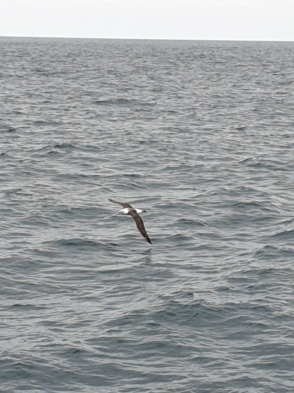 Neuseeland - Kaikoura - 