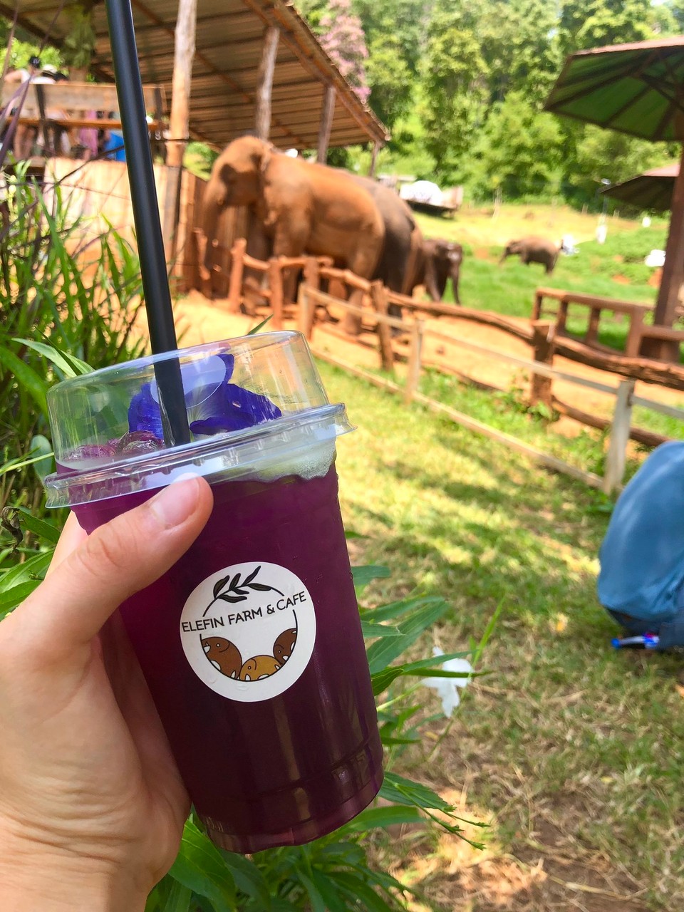 Thailand - Chiang Mai - 