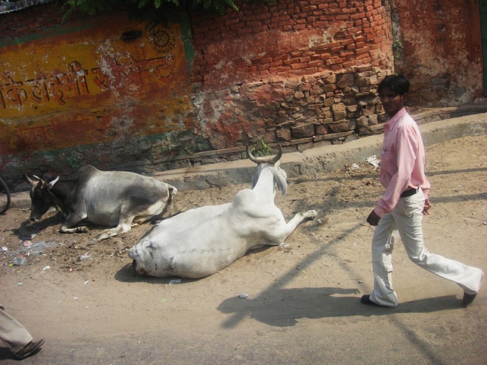 Indien - Jaipur - 
