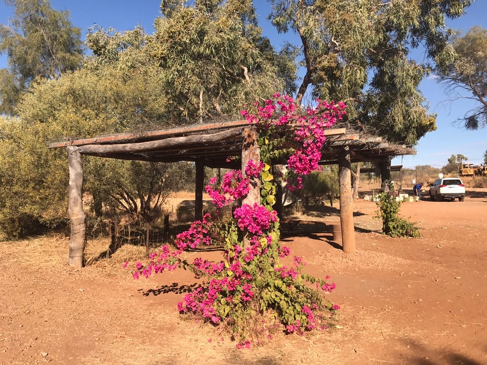 Australia - Plenty Highway - Beautiful bougenvilleas in middle of nowhere.. nice one Royskee 