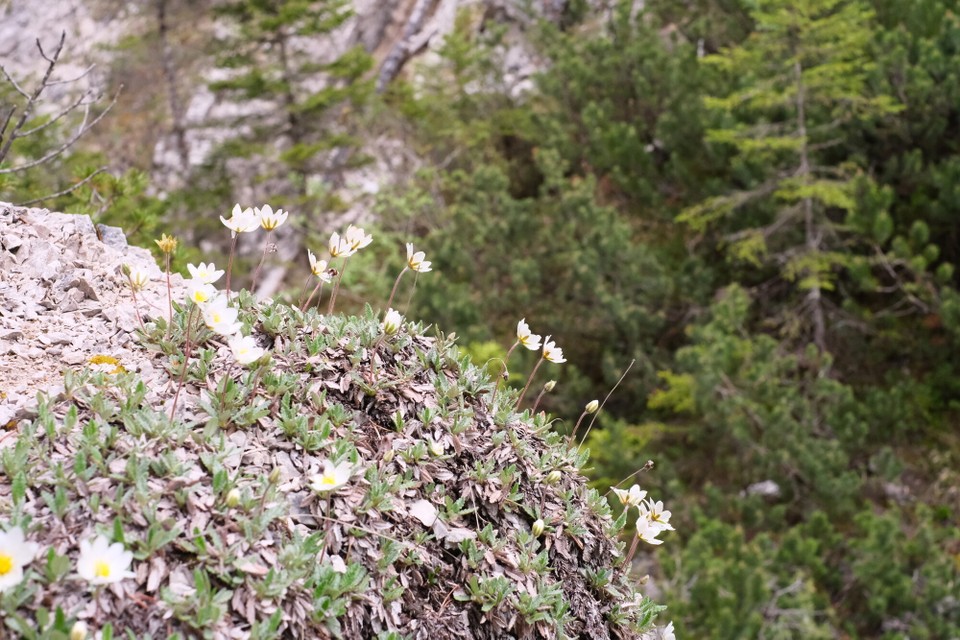 Österreich - Scharnitz - 