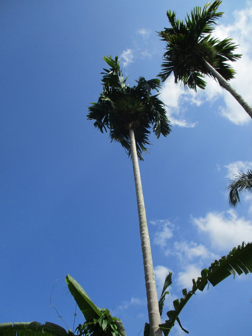 Sri Lanka - Deniyaya - 