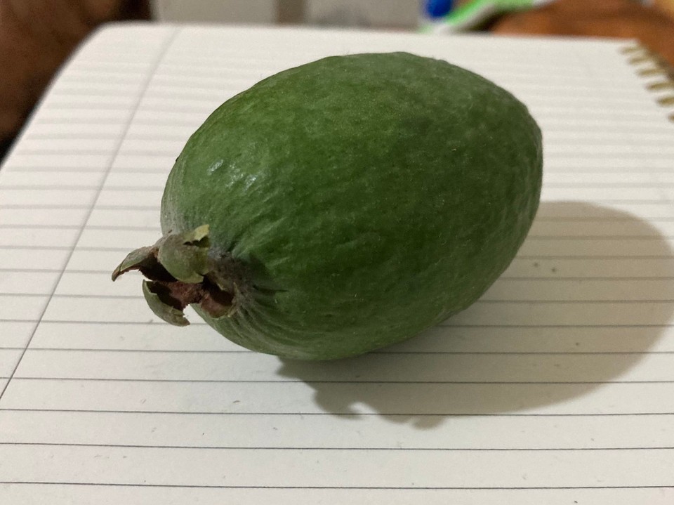 Neuseeland - Gisborne - Eigenartige Früchte gibt es hier auch, aber geschmacklich echt gut! Hier heißt sie Feijoa, bei uns würde man Brasilianische Guave dazu sagen