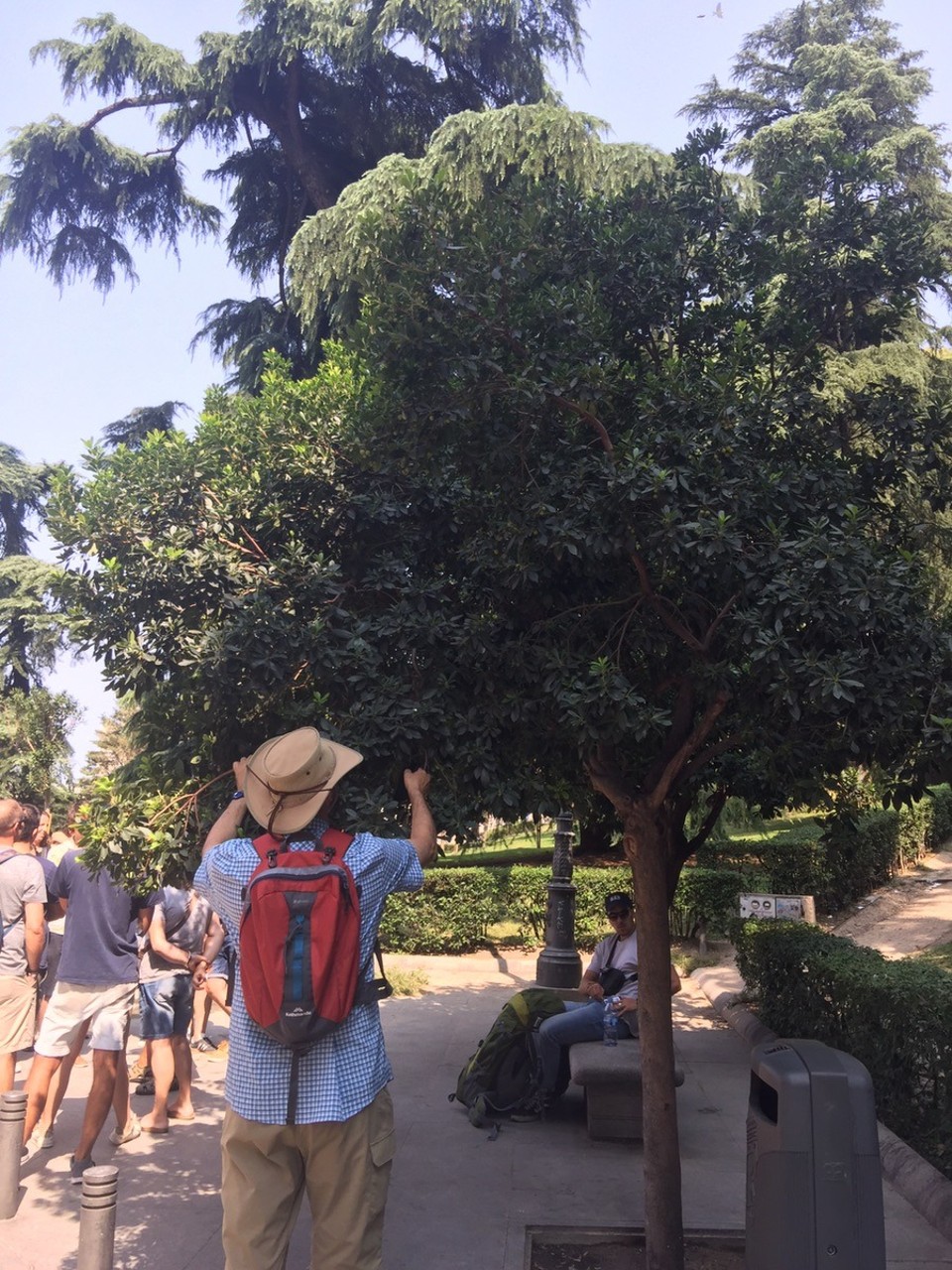 Spain - Madrid - "The Strawberry Tree"