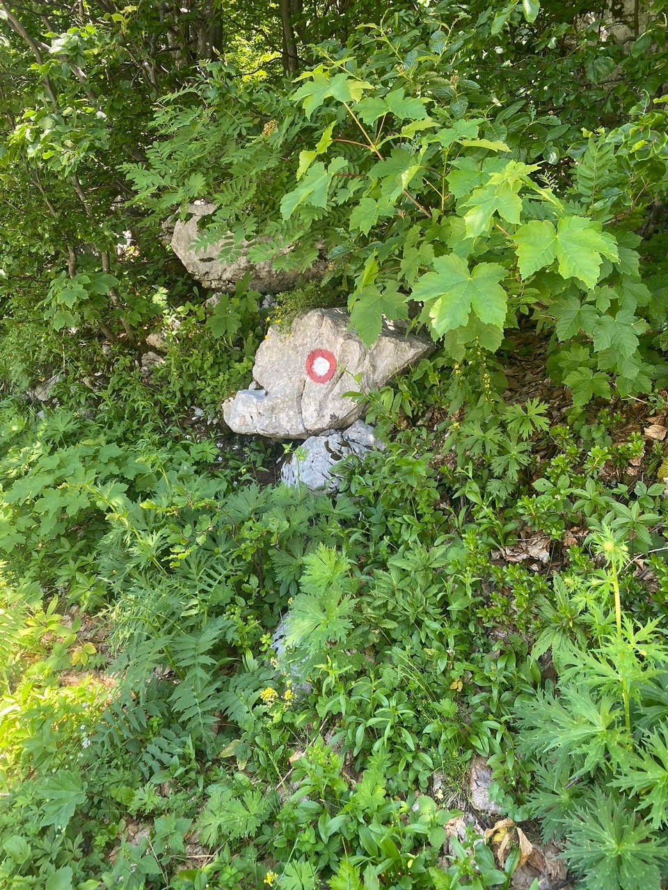 Slowenien - Bohinj - Fabelwesen im Wald 