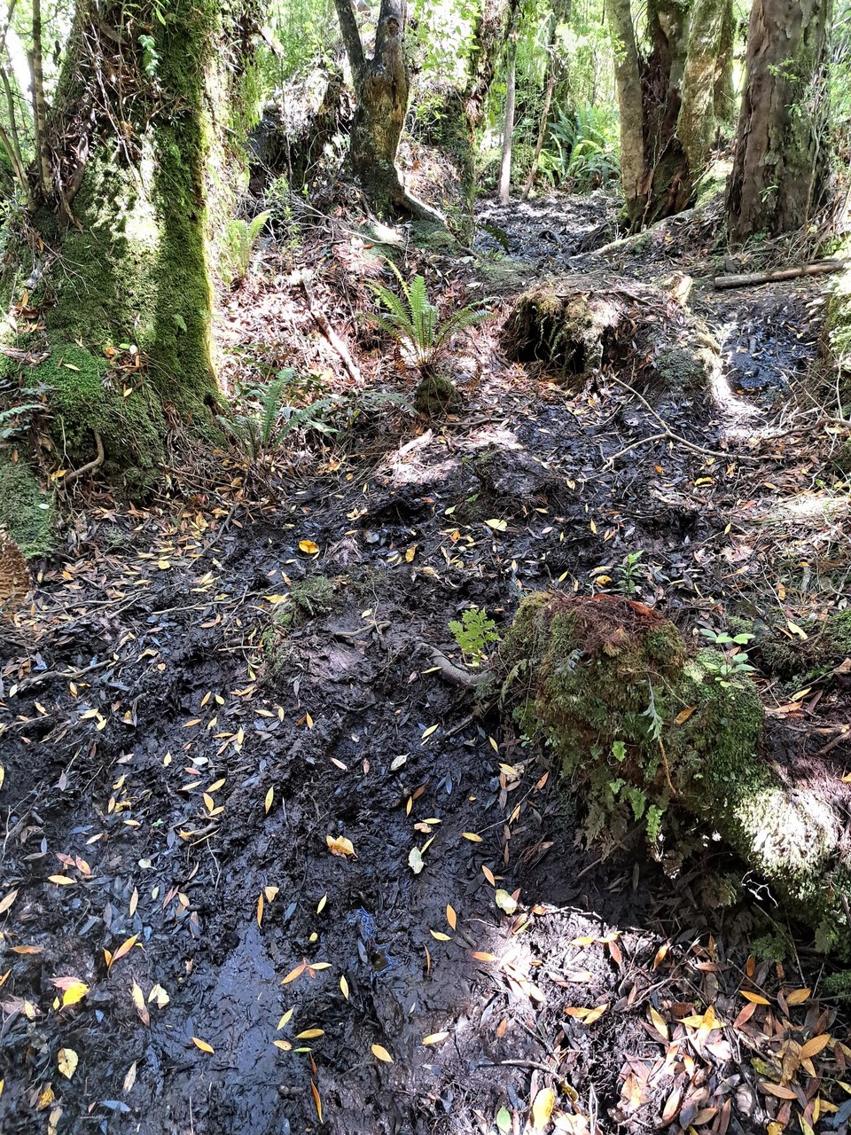 Neuseeland - Colac Bay / Ōraka - Stundenlang durch den matschigen Trail 