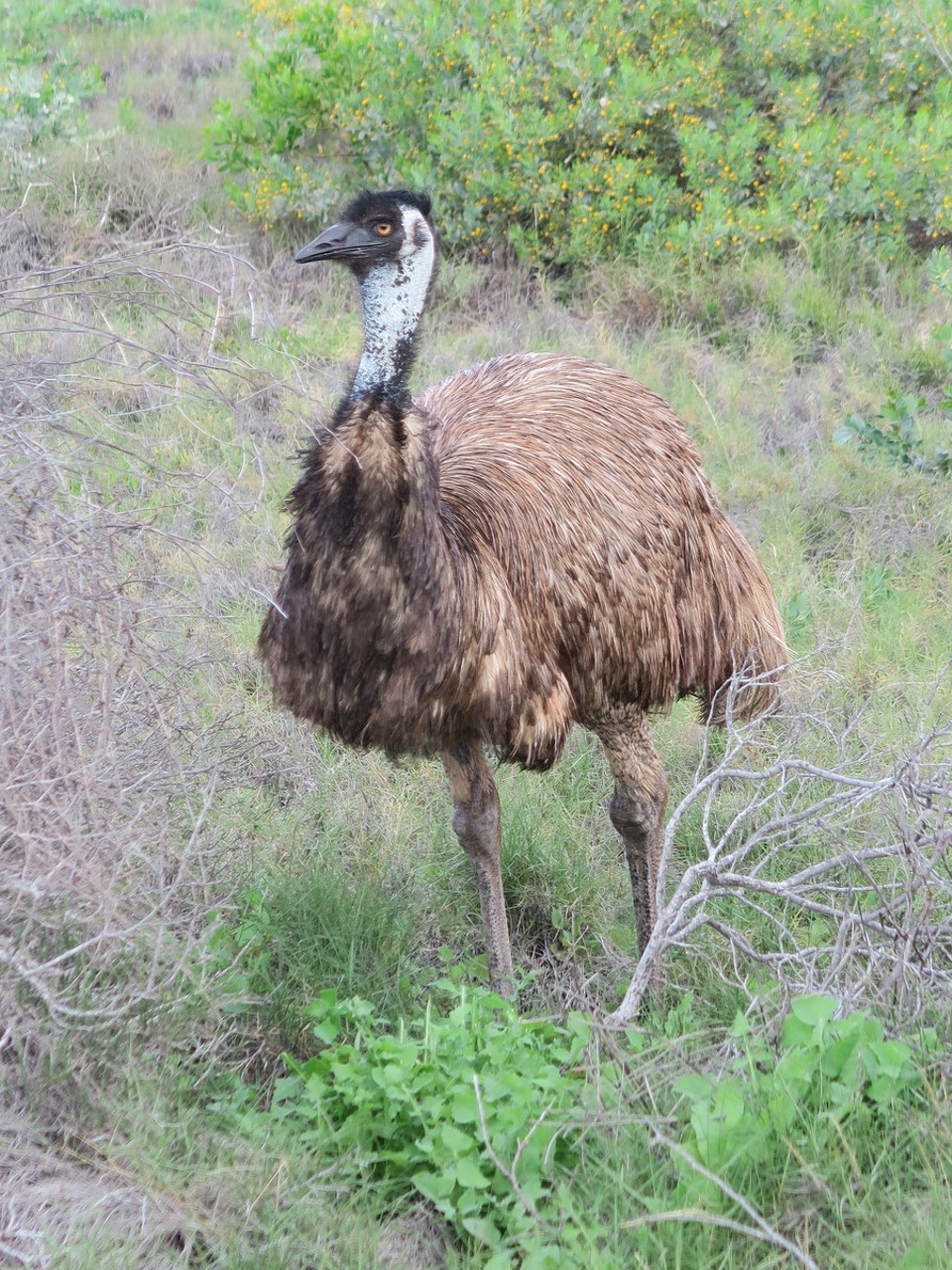 Australia - Learmonth - Émeu