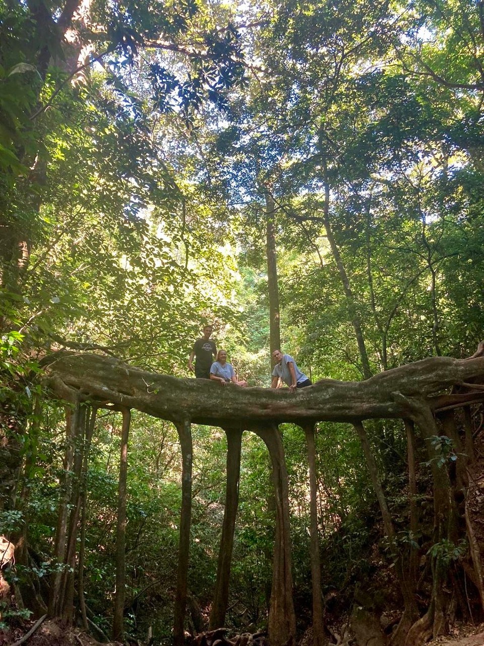 Costa Rica - San Ramón - umgefallener Baum im Regenwald