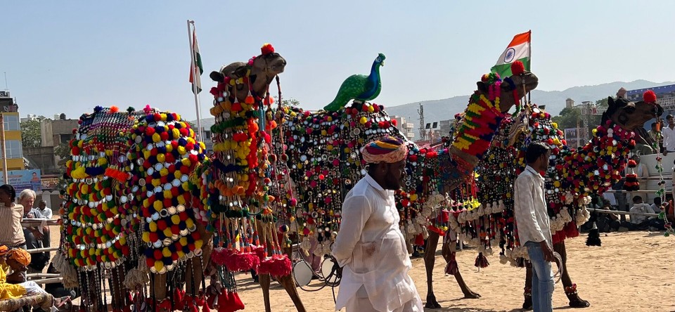 Indien - Pushkar - Die Gewinner der Camel Decoration Competition.
