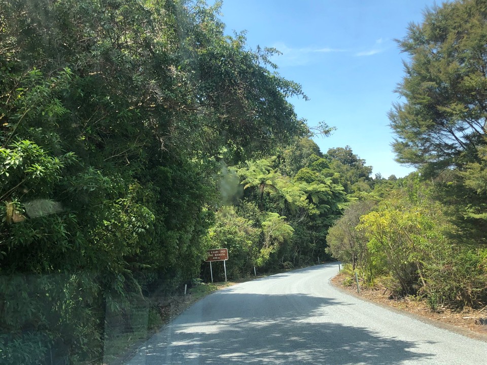 Neuseeland - Kaihu - Fahrt durch den Busch an der Kauri Coast