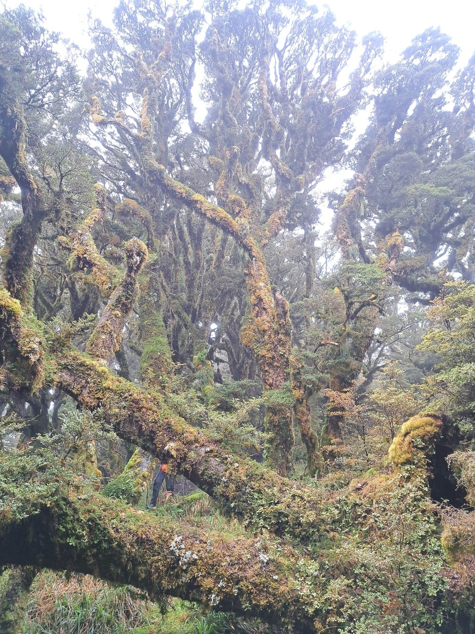 Neuseeland - Te Aroha trail PK - 
