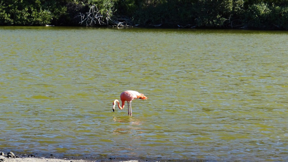 Ecuador - Rabida Island - Flamingo on Rabida (apparently we were lucky to see)