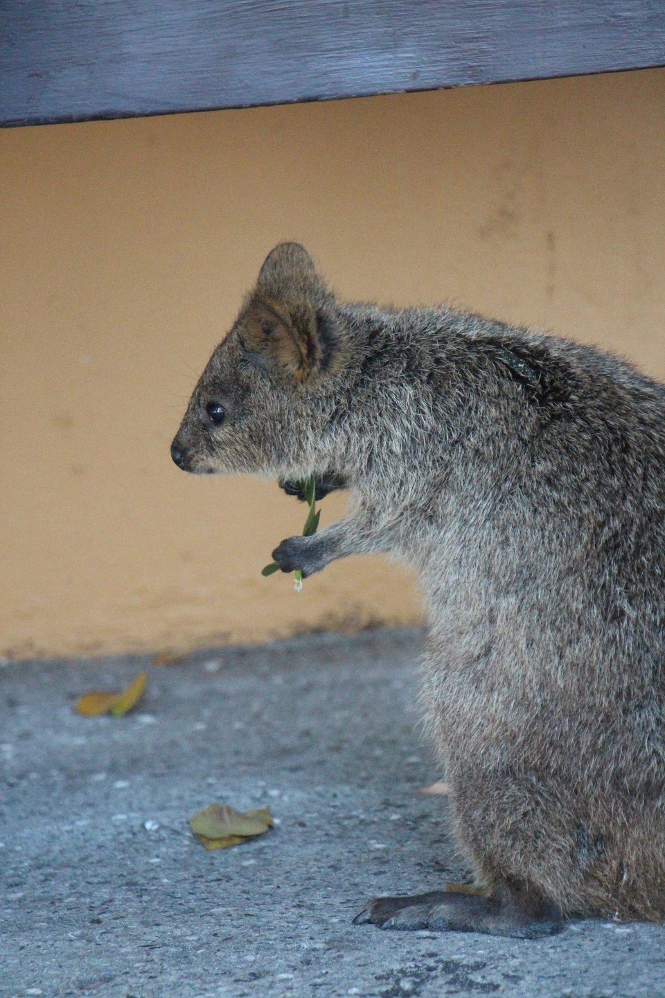 Australien - Rottnest Island - 
