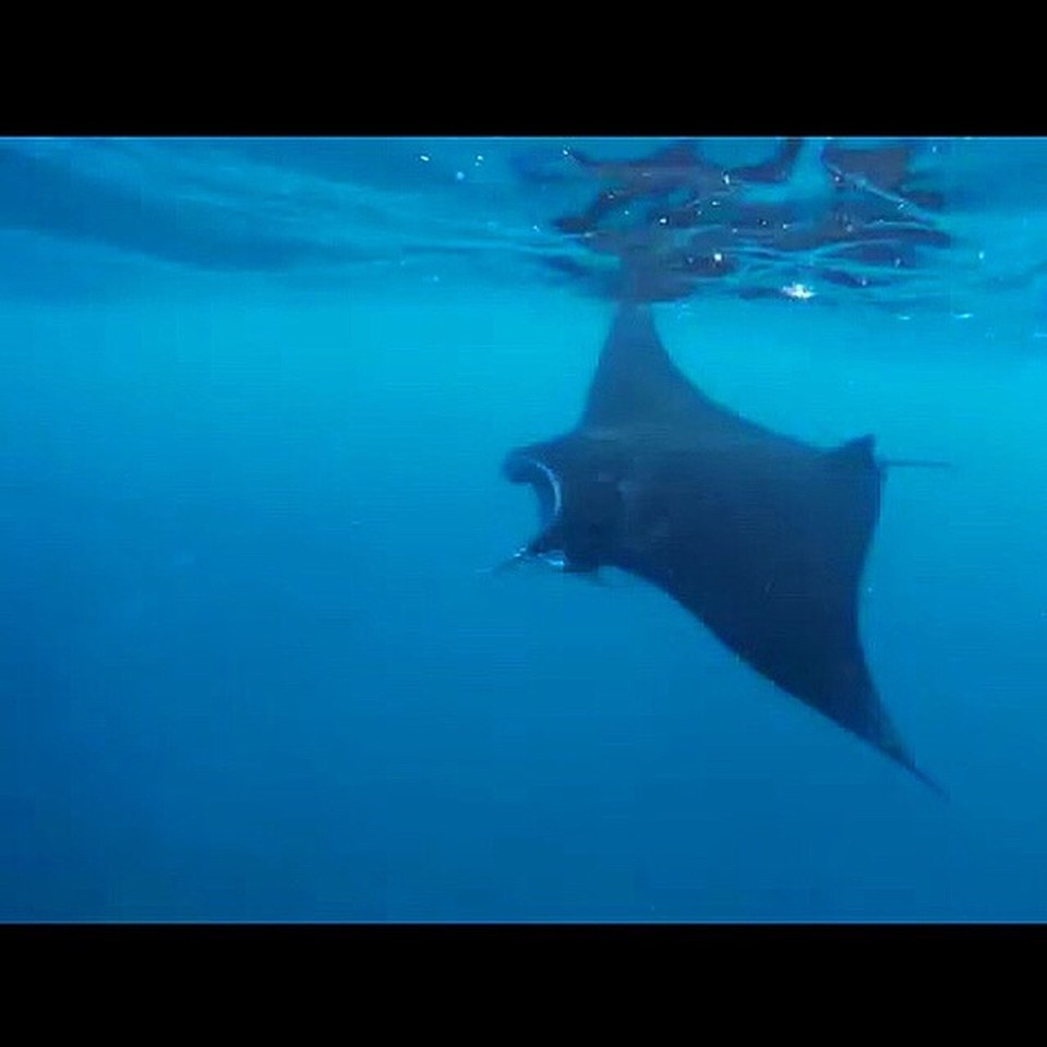 Indonesien - Klungkung - Wir konnten mit riieesigen Mantas schnorcheln, unglaublich !!! 🐠