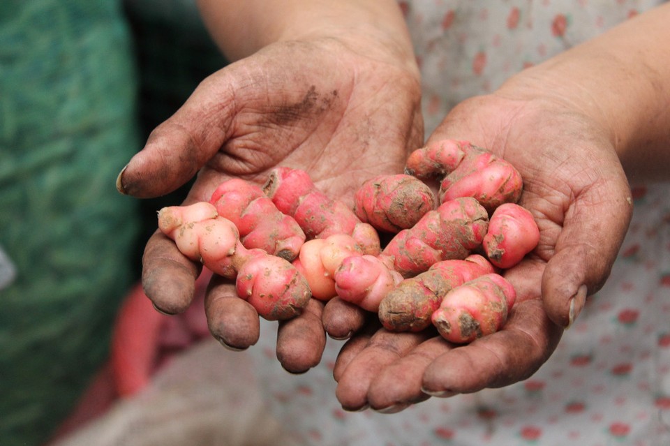 Colombia - Bogotá - Eine Marktfrau zeigt uns diese Wurzeln und erklärt, wie man sie verwendet.