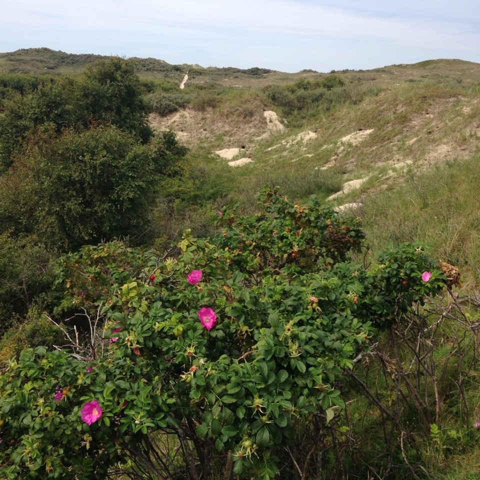 Deutschland - Borkum - called "Borkum Alpes"