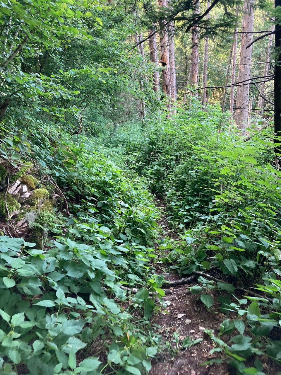 Ort bestimmen … -  - Der Weg wird schmaler und zugewachsen 