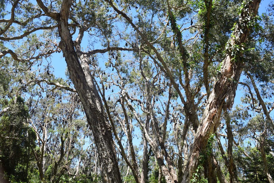 Australien - Yamba - 