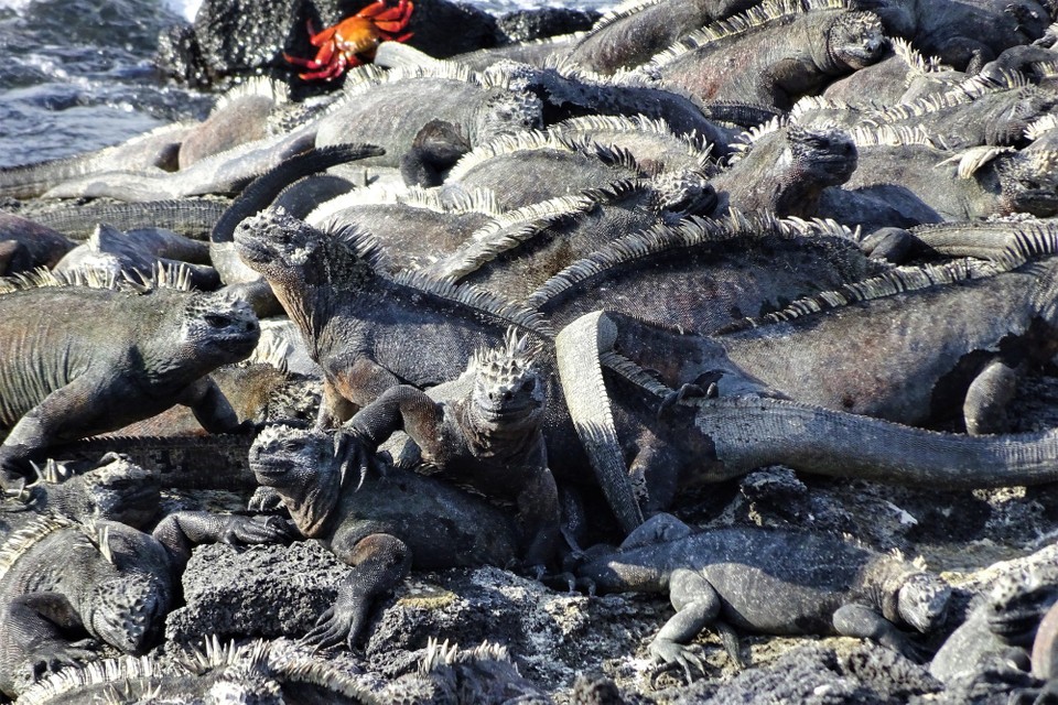 Ecuador - Fernandina Island - Pile of iguanas