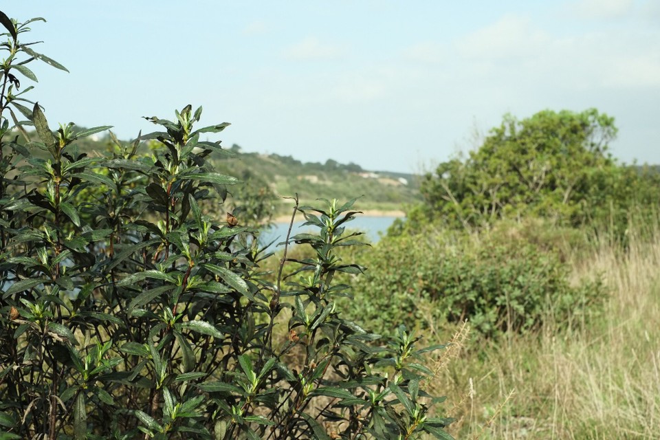 Portugal - Aljezur - 