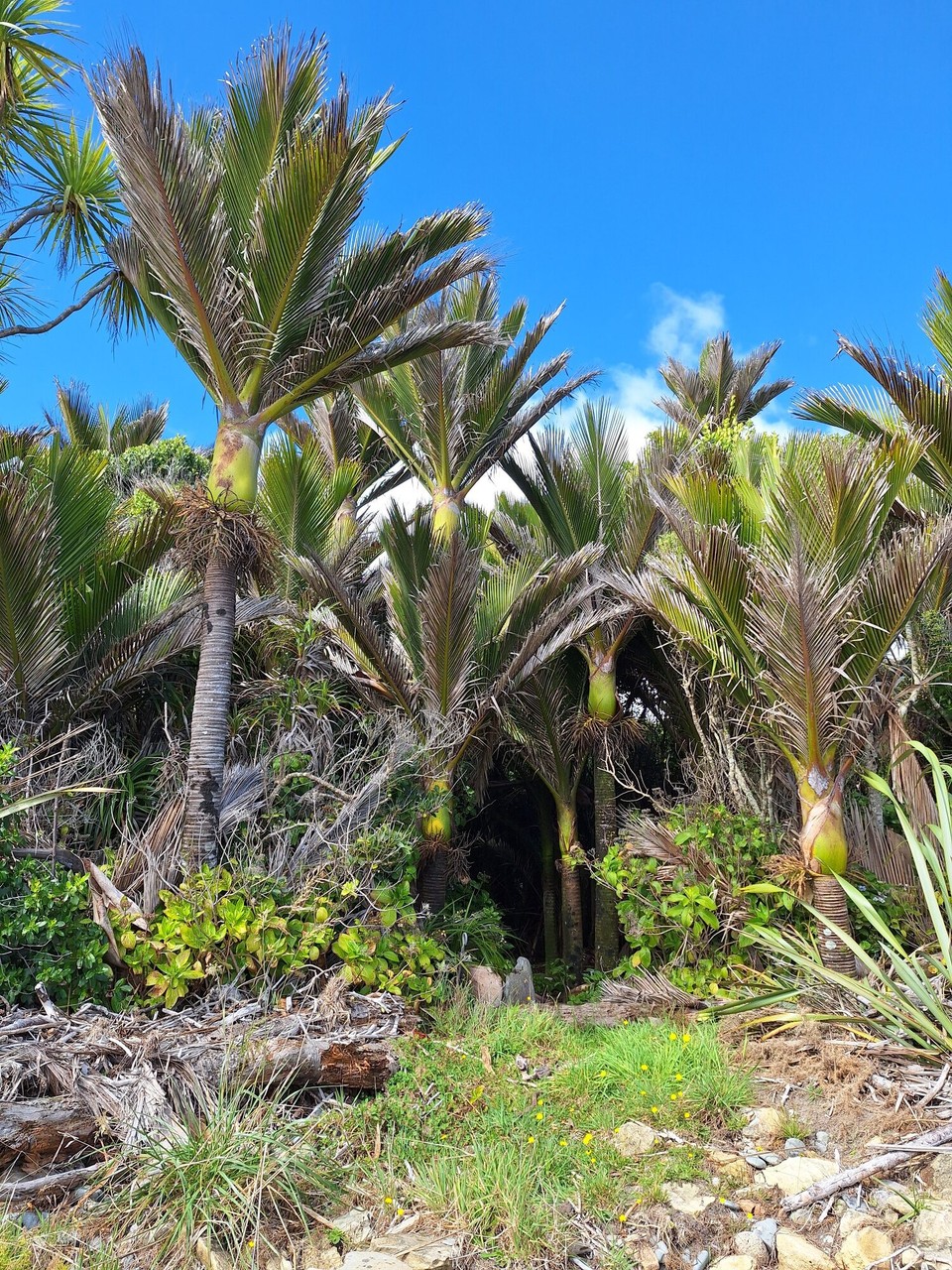 Neuseeland - Pancake Rocks - 