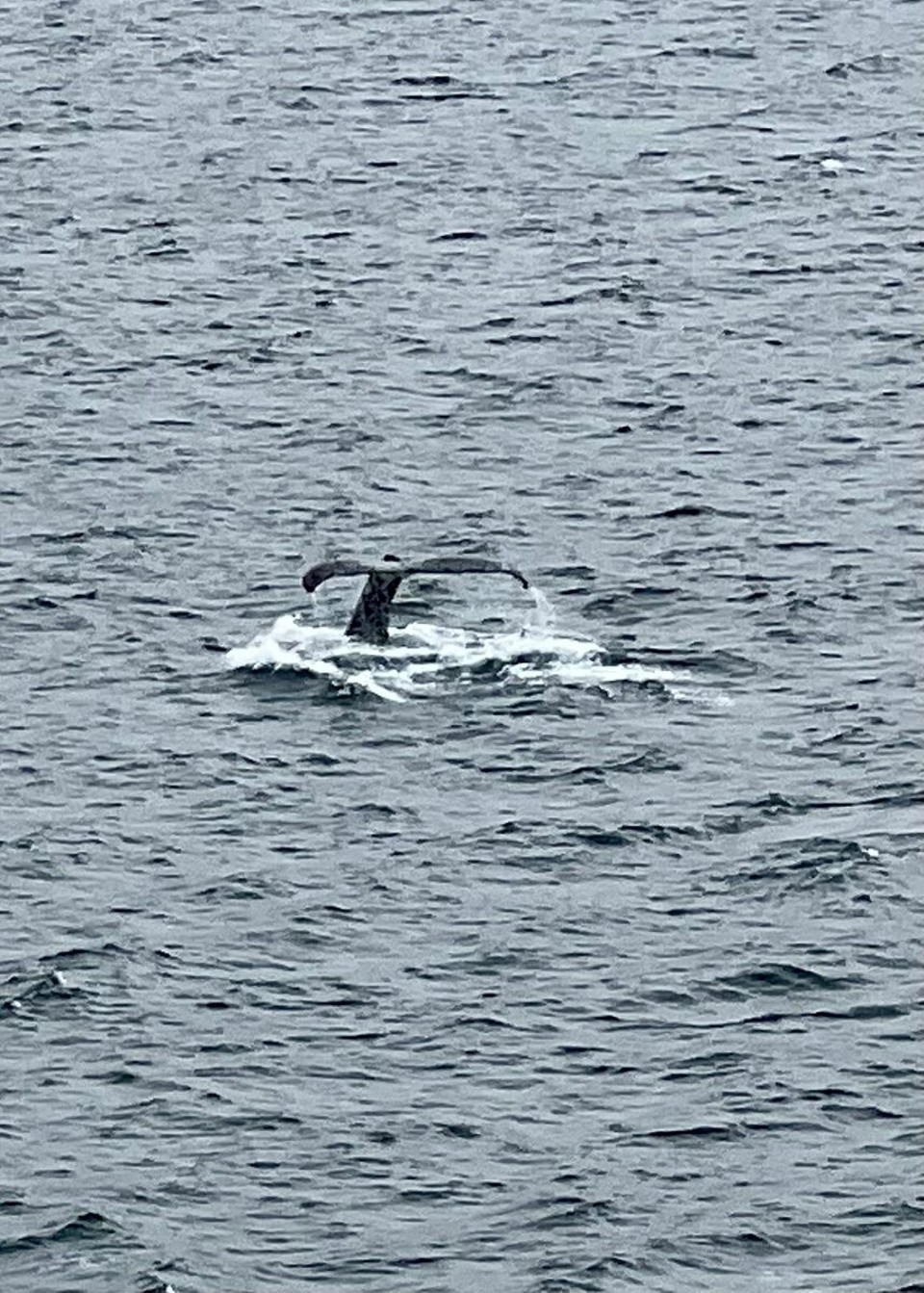 unbekannt - Beagle Channel - Whales 