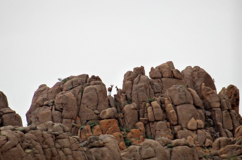 Mongolia - Ikh Nart - Ibex (in the distance)