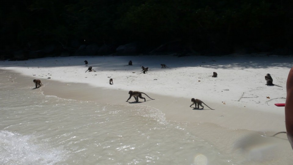 Thailand - Ko Phi Phi Don - Überall Affen!