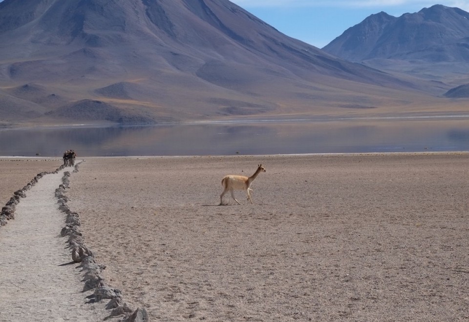 Chile - San Pedro de Atacama - Vicuña :)