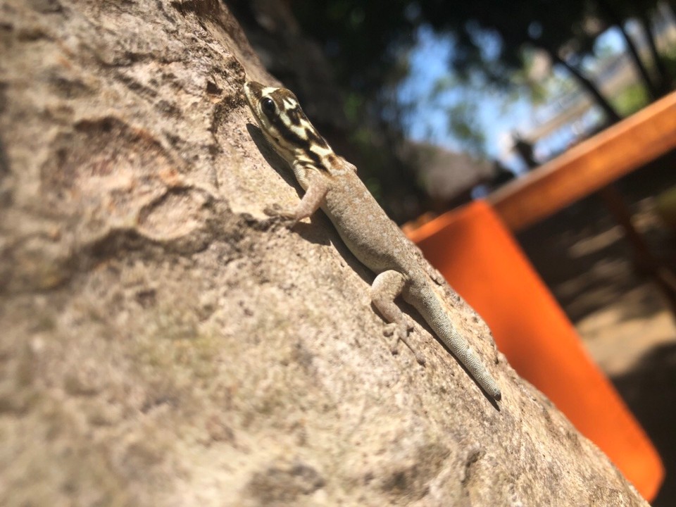 Kenia - Taita - 