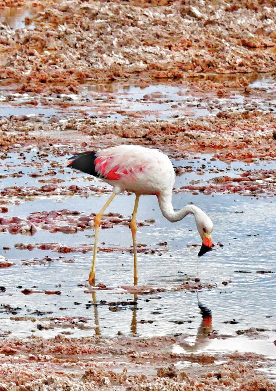 Chile - Atacama Desert - Andean flamingo