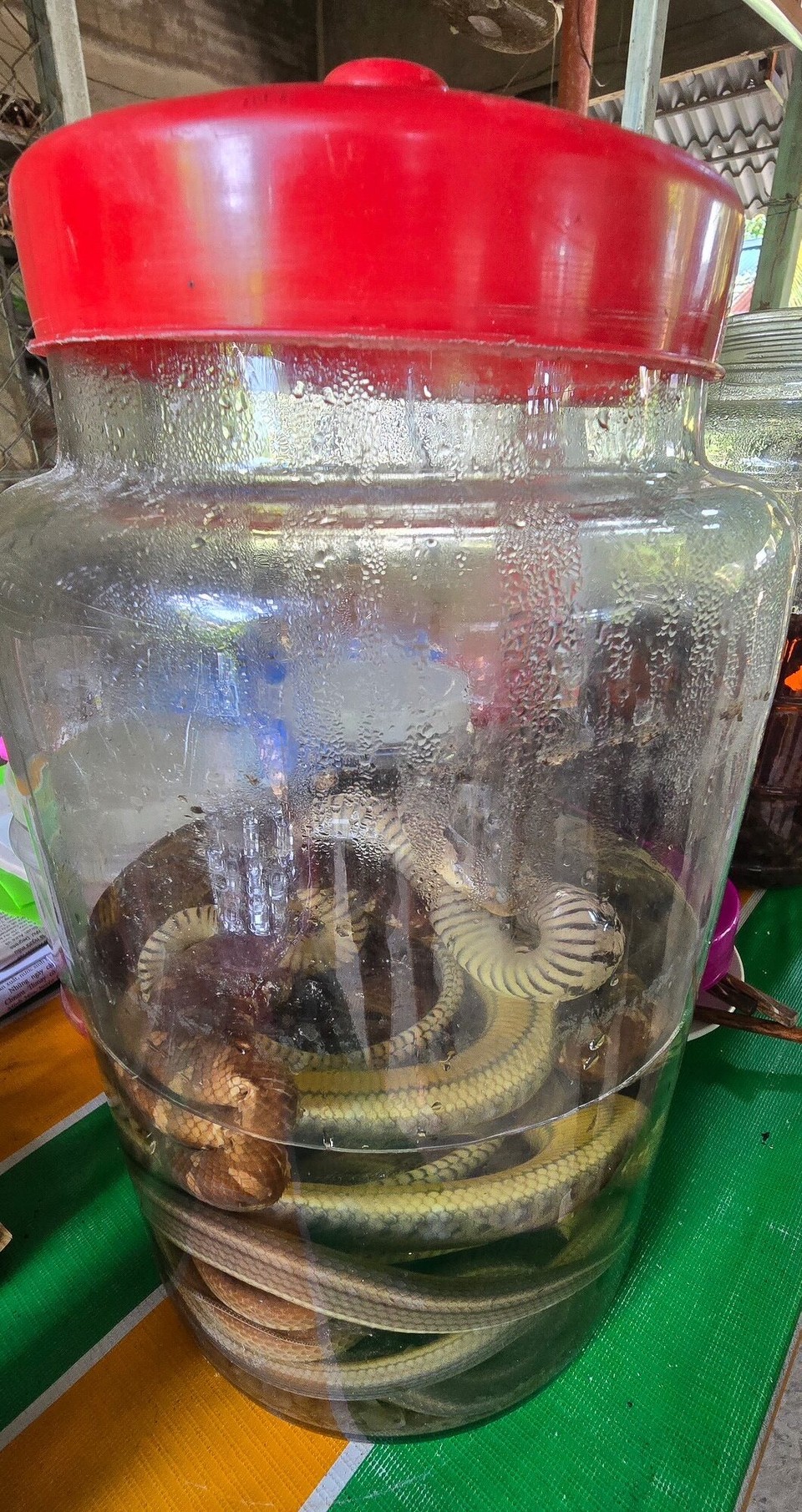 Vietnam - Ben Tre - Snakehead hooch